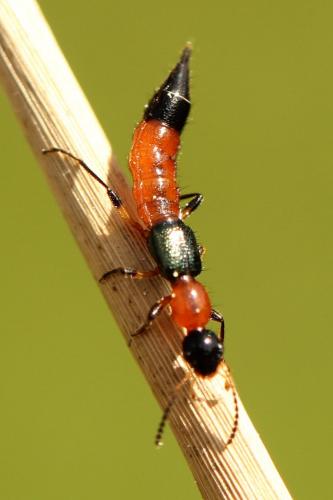 Réf. 260 240 : Paederus sp.
